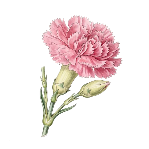 watercolor — Carnation