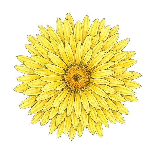 watercolor — Chrysanthemum