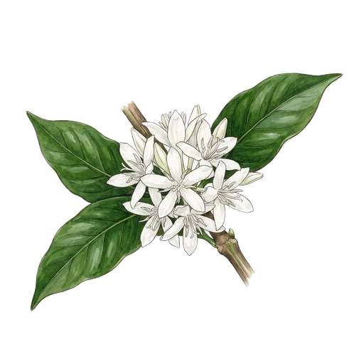 watercolor — Coffee Blossom