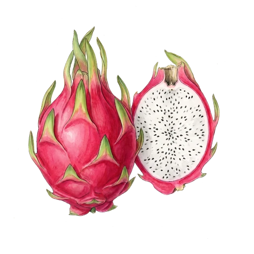 watercolor — Dragon Fruit