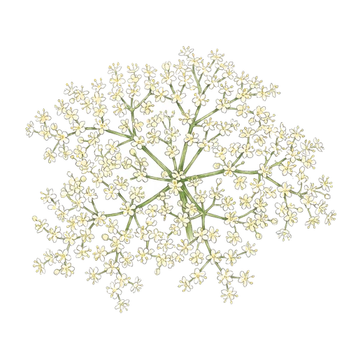 watercolor — Elderflower