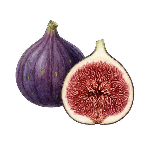 watercolor — Fig