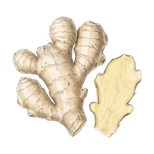 watercolor — Ginger