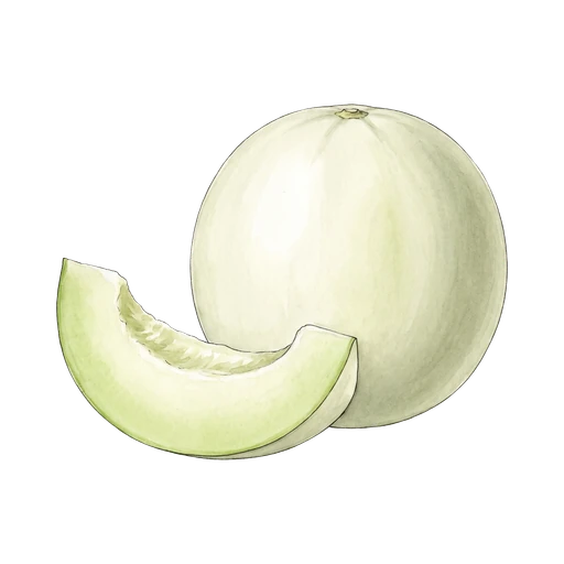 watercolor — Honeydew