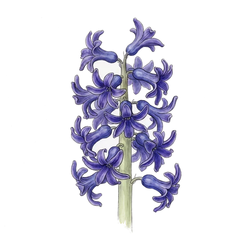 watercolor — Hyacinth