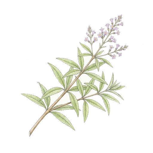 watercolor — Lemon Verbena