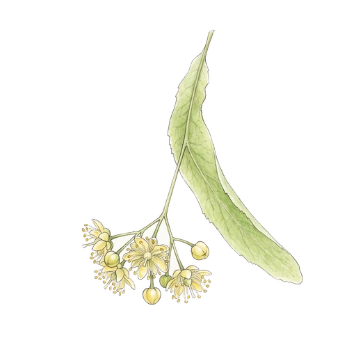 watercolor — Linden Flower