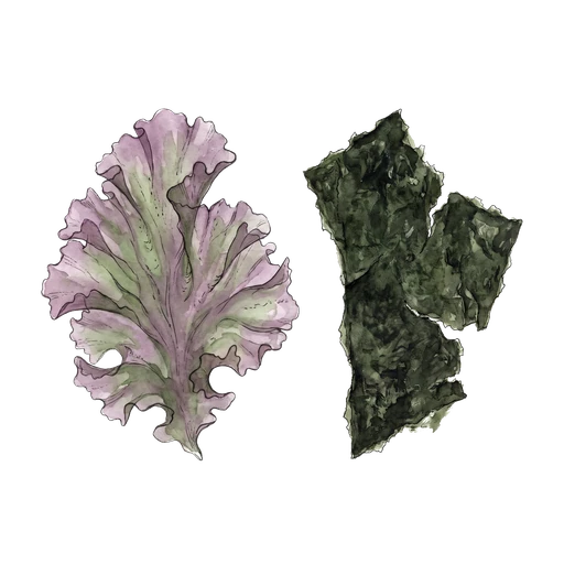 watercolor — Nori